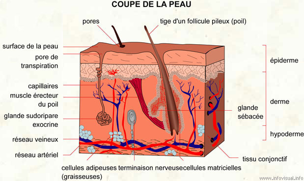 PiqÃ»res d'insectes et autres animaux
